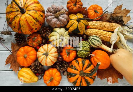 Variété de gourdes comestibles et décoratives, citrouilles. Composition de pose plate d'automne. Différents types de courges, cônes, châtaignes, maïs sur l'épi, feuilles d'automne Banque D'Images