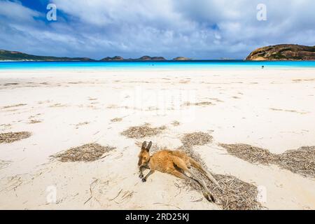 kangourou couché sur le sable blanc et immaculé de Lucky Bay dans le parc national de Cape le Grand, près d'Esperance en Australie occidentale. Lucky Bay est l'un des Banque D'Images