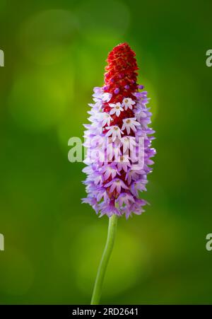 Une pointe florale de Primula vialii, qui est une plante alpine chinoise devenue populaire au Royaume-Uni Banque D'Images