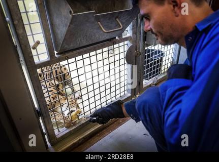 ALMERE - les servals en quarantaine sont nourris à Stichting AAP, où les animaux domestiques sont pris en charge qui ont rencontré des problèmes avec des particuliers. Les organismes de protection des animaux sont satisfaits de la liste serrée des animaux qui peuvent être gardés comme animaux de compagnie. Le serval, le hérisson, le chinchilla et le hamster nain russe, entre autres, seront interdits dans le salon à partir de 2024. ANP REMKO DE WAAL netherlands Out - belgique Out Banque D'Images