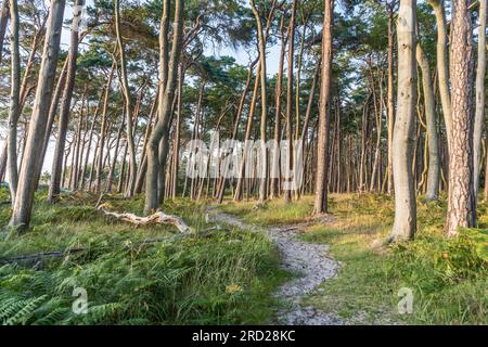 La beauté naturelle de Weststrand sur la côte ouest de la péninsule de Fischland-Darß-Zingst en Allemagne Banque D'Images