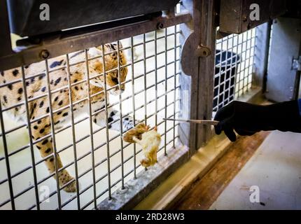 ALMERE - les servals en quarantaine sont nourris à Stichting AAP, où les animaux domestiques sont pris en charge qui ont rencontré des problèmes avec des particuliers. Les organismes de protection des animaux sont satisfaits de la liste serrée des animaux qui peuvent être gardés comme animaux de compagnie. Le serval, le hérisson, le chinchilla et le hamster nain russe, entre autres, seront interdits dans le salon à partir de 2024. ANP REMKO DE WAAL netherlands Out - belgique Out Banque D'Images