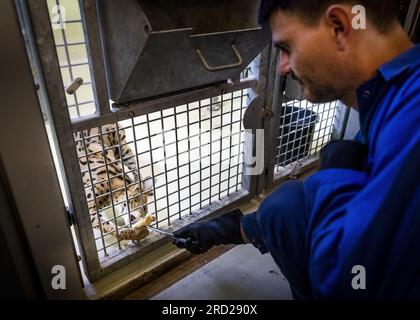 ALMERE - les servals en quarantaine sont nourris à Stichting AAP, où les animaux domestiques sont pris en charge qui ont rencontré des problèmes avec des particuliers. Les organismes de protection des animaux sont satisfaits de la liste resserrée des animaux qui peuvent être gardés comme animaux de compagnie. Le serval, le hérisson, le chinchilla et le hamster nain russe, entre autres, seront interdits dans le salon à partir de 2024. ANP REMKO DE WAAL netherlands Out - belgique Out Banque D'Images