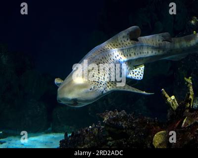 Un requin léopard zèbre de Stegostoma fasciatum vous est venu sous l'eau Banque D'Images