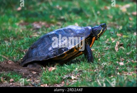 Vue latérale d'une tortue collante pondant des œufs dans la terre dans un parc sur long Island New York. Banque D'Images