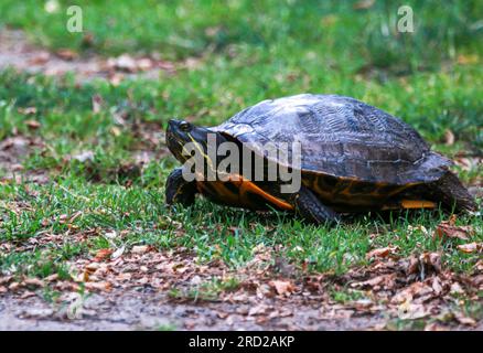 Vue latérale d'une tortue collante pondant des œufs dans l'étang au sol ou au sud de Babylon Village New York. Banque D'Images