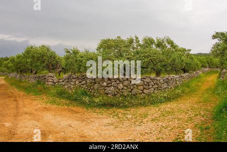 Une oliveraie dans le paysage printanier près du village de Loziscz sur l'île de Brac en Croatie Banque D'Images