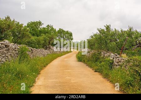 Une oliveraie dans le paysage printanier près du village de Loziscz sur l'île de Brac en Croatie Banque D'Images