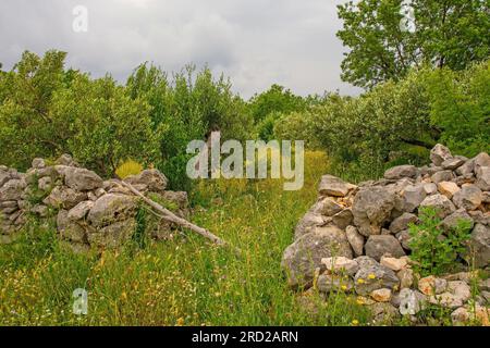 Une oliveraie dans le paysage printanier près du village de Loziscz sur l'île de Brac en Croatie Banque D'Images