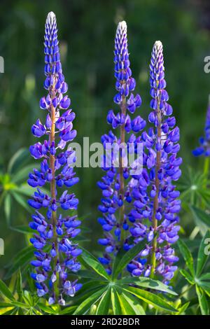 Fleurs de lupin bleu le jour de l'été, photo verticale Banque D'Images