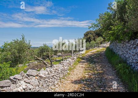 Une oliveraie au printemps près du village de Nerezisca sur l'île de Brac en Croatie Banque D'Images