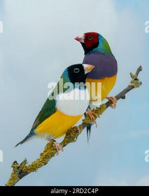 finch de Gouldian (Chloebia gouldiae) tête rouge et poitrine violette et une tête noire avec poitrine blanche Banque D'Images