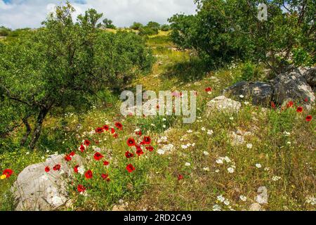 Le paysage printanier près de Bobovisca sur l'île de Brac en Croatie en mai - une oliveraie avec des fleurs sauvages, y compris des coquelicots rouges Banque D'Images