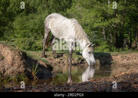 Cheval blanc paissant sur bruyère avec ciel sombre Banque D'Images