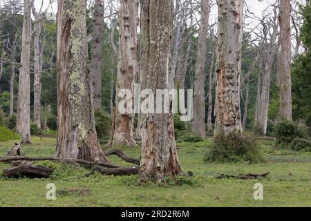 Un grand nombre d'arbres morts encore debout avec de l'écorce grise et moussue dans une zone avec de l'herbe et quelques ronces. Dans la New Forest, Hampshire, Royaume-Uni Banque D'Images