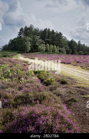 Scène de forêt ouverte avec des bruyères violettes fleuries au premier plan, un sentier traversant la scène et une forêt de pins en arrière-plan Banque D'Images