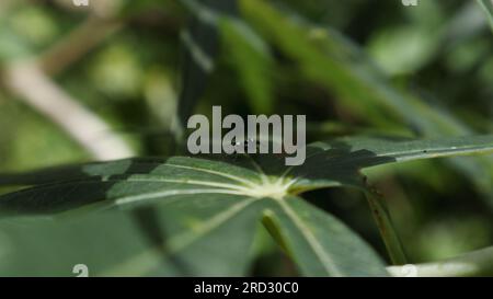 Vue latérale d'une araignée de phintella (Phintella vintata) baguée marchant sur une feuille de plante corallienne (Jatropha Multifida) Banque D'Images