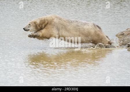 L’ours polaire Hope saute dans l’eau, elle vit maintenant avec ses deux petits, Nanook et Noori, dans leur nouvel habitat au Peak Wildlife Park près de Leek, avant de rencontrer le public en août. Date de la photo : mardi 18 juillet 2023. Banque D'Images