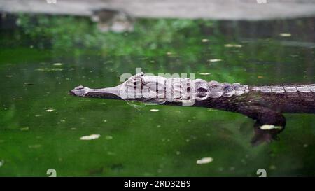 Caïman crocodilus (caïman spectaculaire) dans l'étang. Le corps du caïman est partiellement immergé dans l'eau, avec ses yeux et son museau visibles au-dessus de la surface Banque D'Images