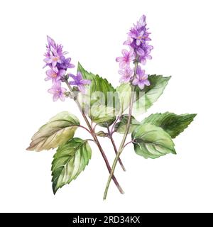 Plante patchouli ou Pogostemon cablini branche avec des fleurs et des feuilles. Illustration d'aquarelle dessinée à la main isolée sur fond blanc. Banque D'Images