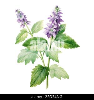 Plante patchouli ou Pogostemon cablini branche avec des fleurs et des feuilles. Illustration d'aquarelle dessinée à la main isolée sur fond blanc. Banque D'Images