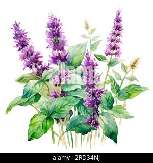 Plante patchouli ou Pogostemon cablini branche avec des fleurs et des feuilles. Illustration d'aquarelle dessinée à la main isolée sur fond blanc. Banque D'Images