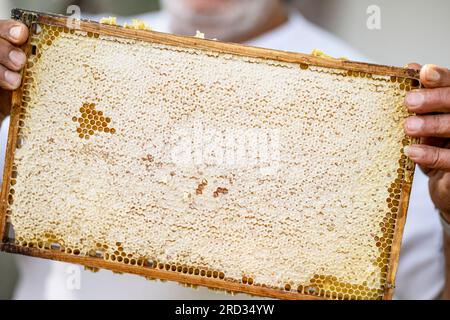 Berlin, Allemagne. 18 juillet 2023. Younes Kheir, apiculteur de la ville, tient un petit cadre avec des nids d’abeilles à la main dans les installations apicoles du dépôt BVG à Lichtenberg. Les abeilles produisent jusqu’à 3 000 pots de miel BVG par an. Crédit : Fabian Sommer/dpa/Alamy Live News Banque D'Images