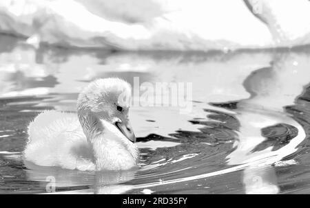 cygnet du cygne de Bewick Banque D'Images