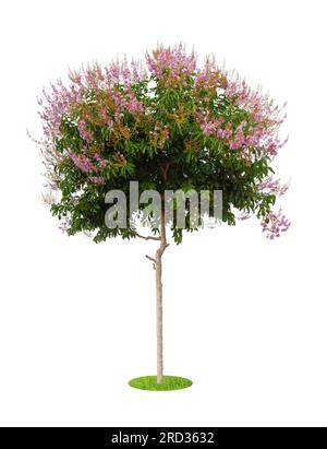 Lagerstroemia floribunda, également connu sous le nom de Thai crape myrtle et kedah bungor isolé sur fond blanc. Banque D'Images