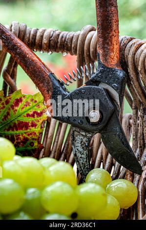 Concept de vendange de vin humide avec raisins blancs et feuilles de vigne dans le panier en osier et sécateurs traditionnels français du vendangeur de raisin Banque D'Images