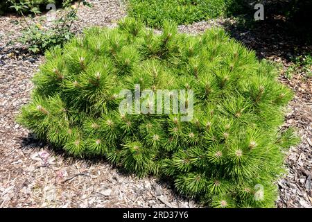 Bas, cultivar, arbre nain, Pinus nigra 'Nana Kalouš' Banque D'Images