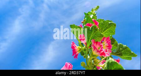 Les fleurs de mauve sont rouges sur une tige verte dans le champ contre le ciel bleu Banque D'Images