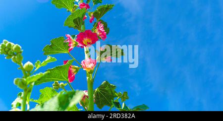 Les fleurs de mauve sont rouges sur une tige verte dans le champ contre le ciel bleu Banque D'Images