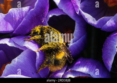 Bourdon à queue bombée (Bombus terrestris) couvert de pollen sur fleur de Crocus Banque D'Images