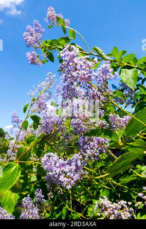 Ceanothus x delilianus, Ceanothus 'gloire de Versailles' floraison, jardin Ceanothus Blue, fleurs Banque D'Images