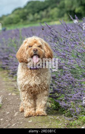 chien cockapoo debout dans le lavenrer Banque D'Images