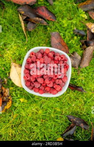 Framboises mûres fraîches sous le framboisier en fin de journée d'automne. Récolte de baies biologiques fraîches dans un jardin. Banque D'Images