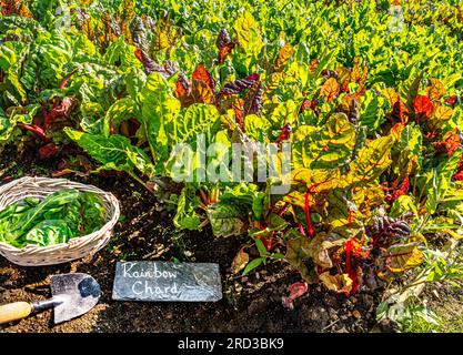 Rainbow Chard pousse abondamment et est sélectionné dans un restaurant Kitchen Garden avec étiquette de nom d'ardoise rustique, truelle et panier de récolte en osier Banque D'Images