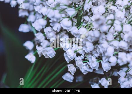 Vraiment jolis lys blancs fleuris de la vallée sur tiges dans une atmosphère sombre Banque D'Images