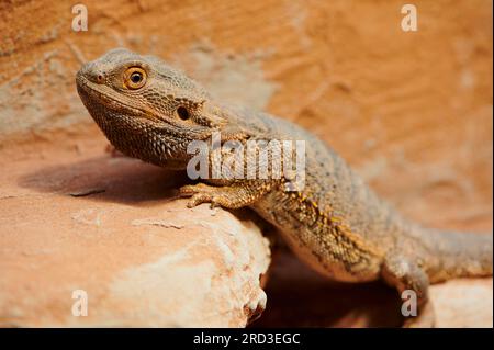 Mignon mâle Bearded Dragon dans son terrarium Banque D'Images