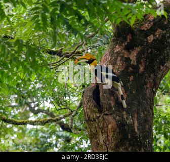 Explorez le merveilleux Great Indian Hornbill : nidification et alimentation au milieu du Green Paradise de Nelliampathi Banque D'Images