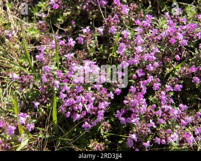 Thym sauvage, Thymus serpyllum, floraison dans de courtes prairies de fond, malmkoping, suède Banque D'Images