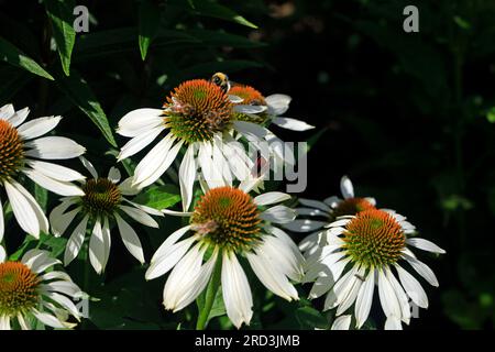 Variette blanche d'échinacée purpurea scène naturelle Banque D'Images
