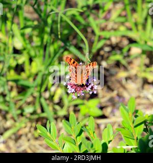 Virgule papillon sur une fleur.Polygonia c-album. Prise en 2023 Banque D'Images