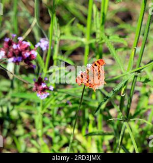 Virgule papillon sur une fleur.Polygonia c-album. Prise en 2023 Banque D'Images