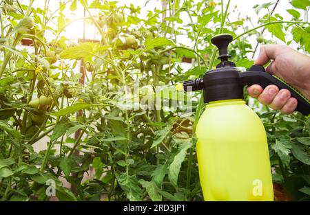 Pulvériser les tomates avec de l'acide borique du mildiou et des parasites. Banque D'Images