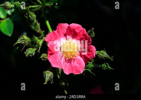 Seul chien rose rose rose fleur sauvage (rosa canina) avec des bourgeons et de nombreuses mouches vertes 2023 Banque D'Images