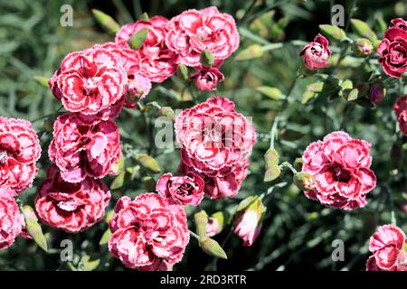 Fleurs roses, dianthus, Cardiff juillet 2023. Banque D'Images