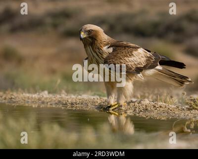 Aigle botté, Hieraaetus pennatus, oiseau isolé au bord de l'eau, Espagne, juillet 2023 Banque D'Images