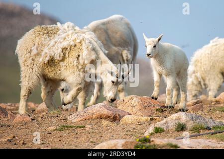 Les chèvres de montagne nounou protègent leurs enfants au col supérieur de la Beartooth Highway dans le parc national de Yellowstone à Cody, Wyoming. Les chèvres nounou forment des groupes de pépinière de jusqu'à 50 autres personnes pour mieux protéger leur progéniture des prédateurs. Banque D'Images